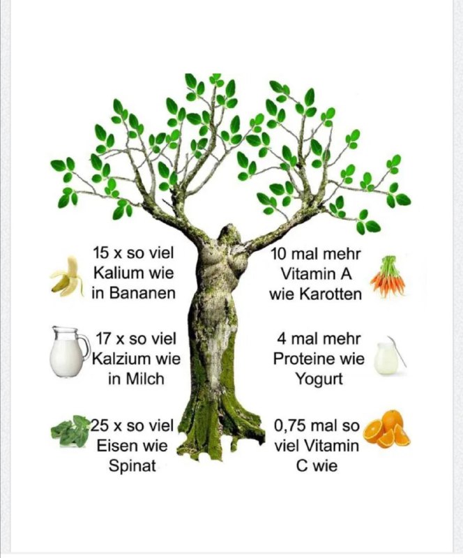 Moringa, die vitaminreichste Pflanze der Erde. ...